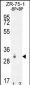 RAB40AL Antibody (N-term)